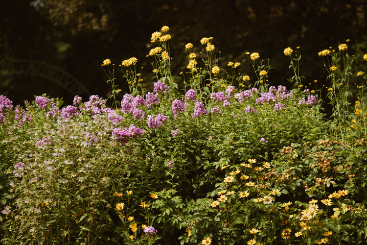 Herbs and Botanical Items