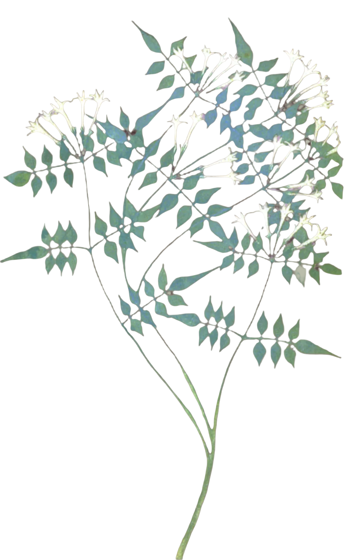 Jasmine Flowers