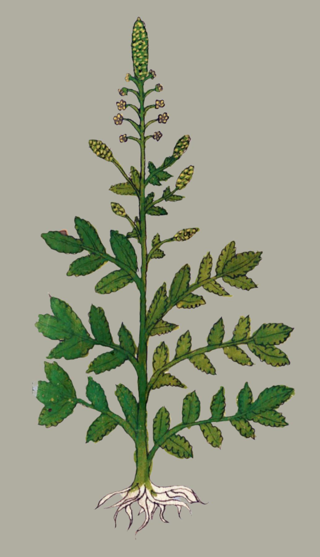 Herbs: Leaves + Stems