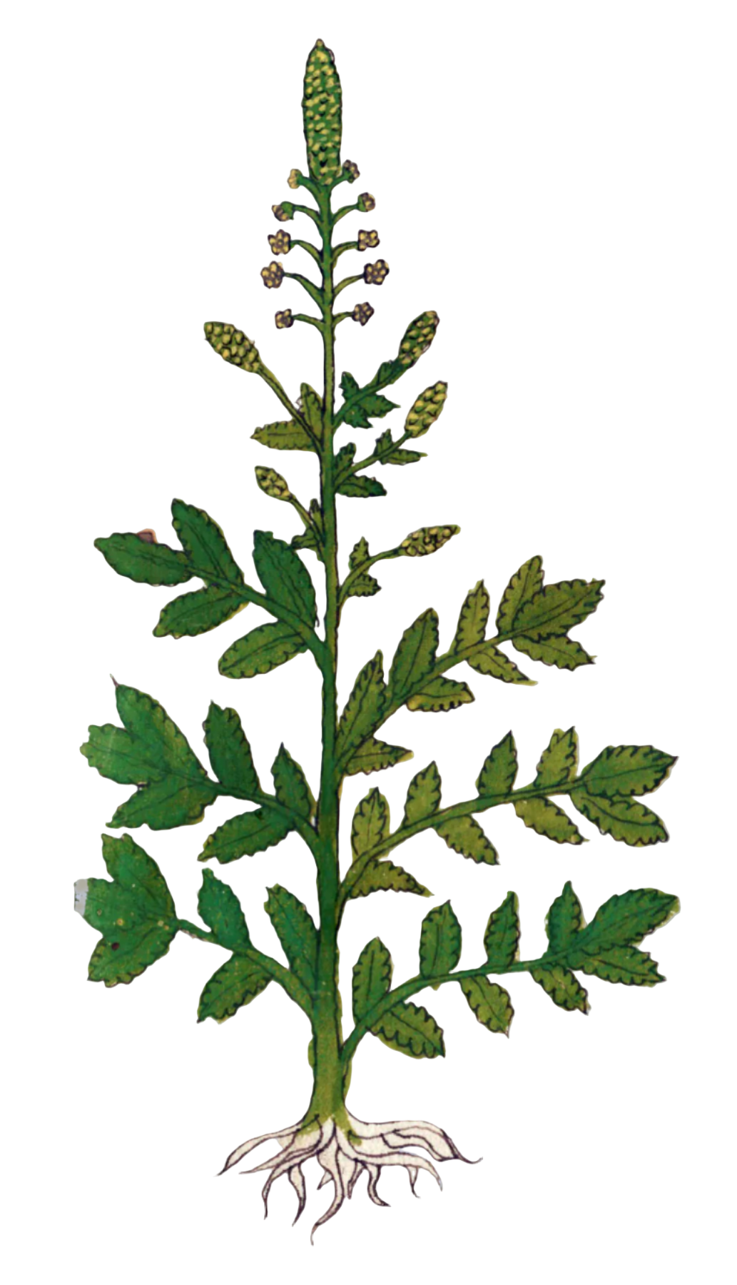 Agrimony Herb
