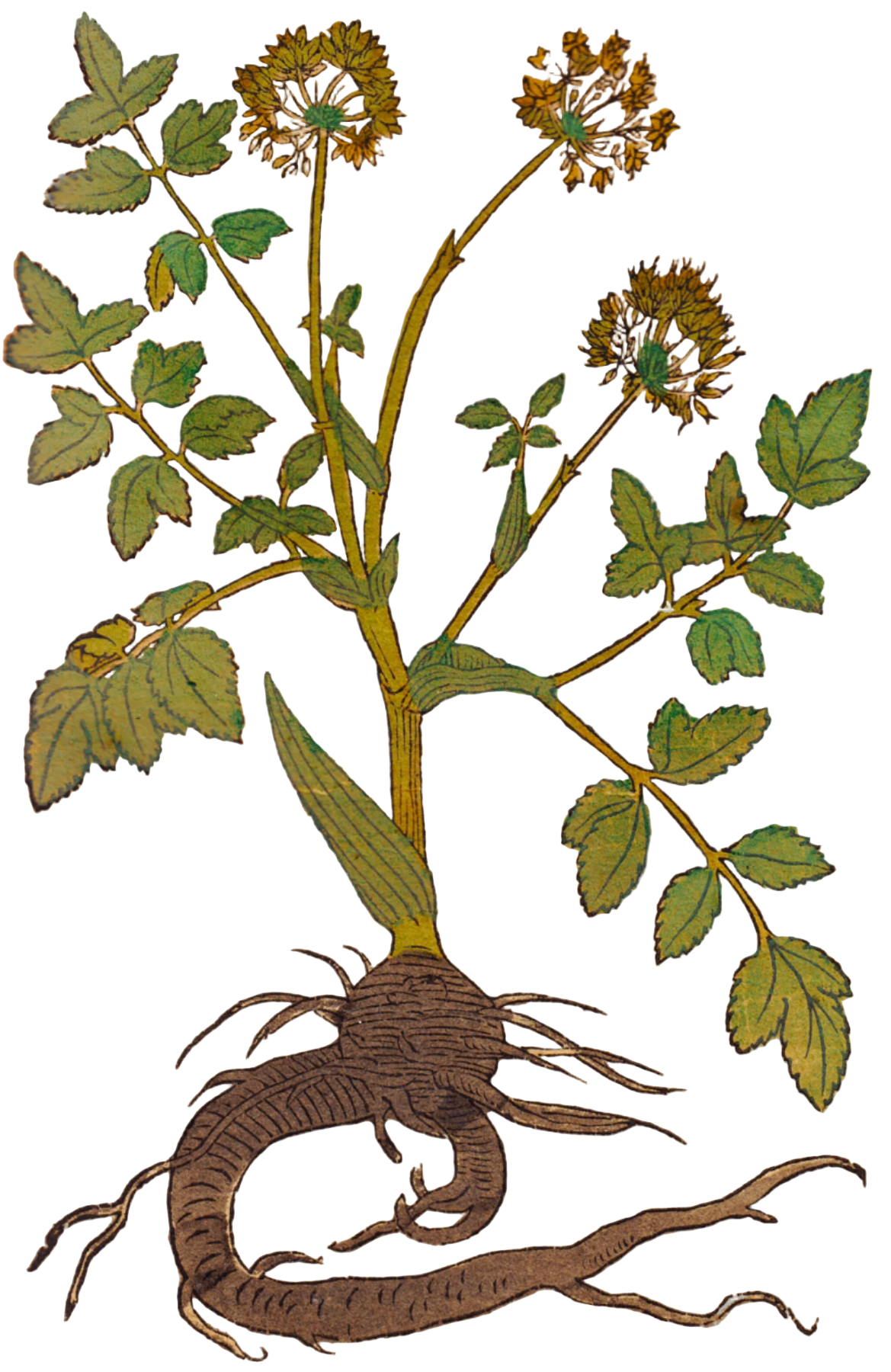 Angelica Root