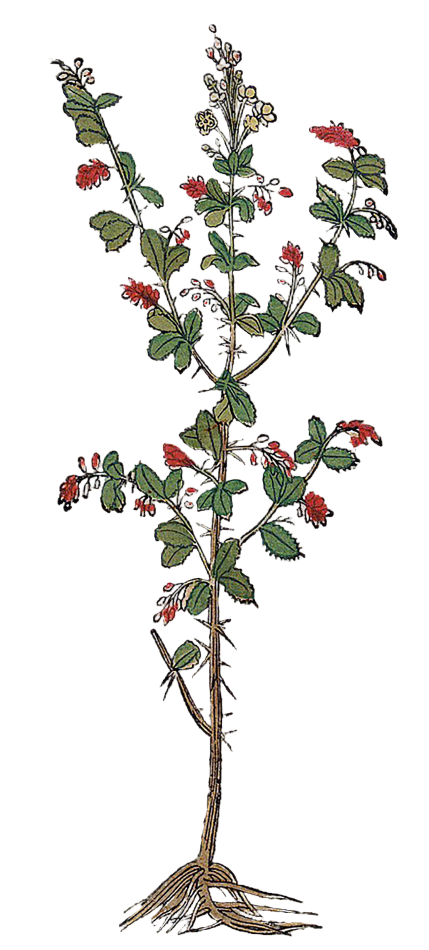 Barberry Root