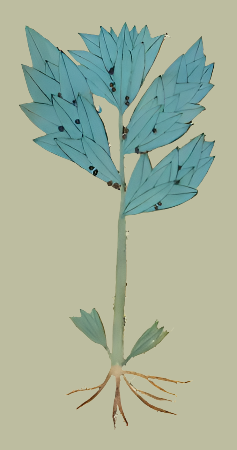 Herbs: Leaves + Stems