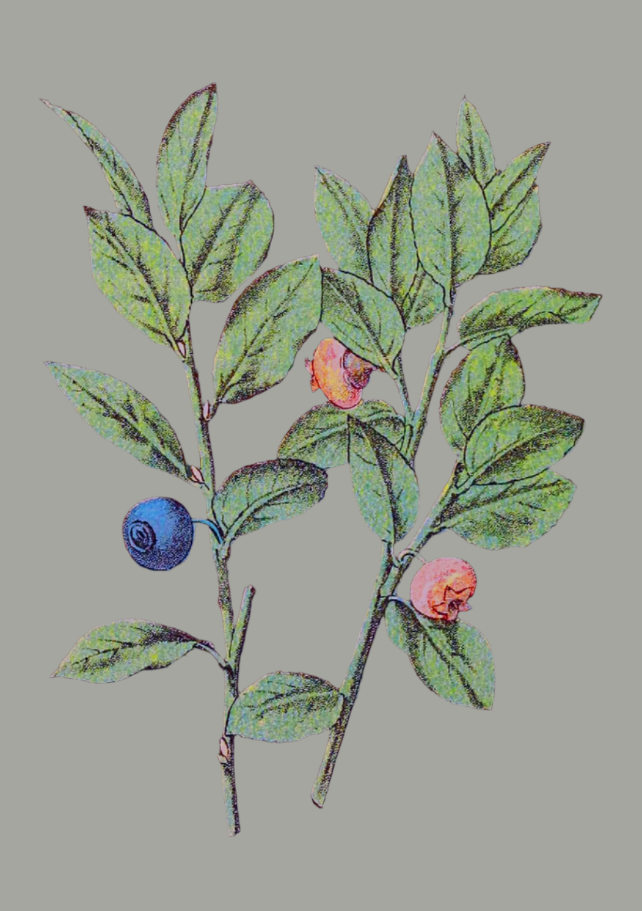 Herbs: Leaves + Stems