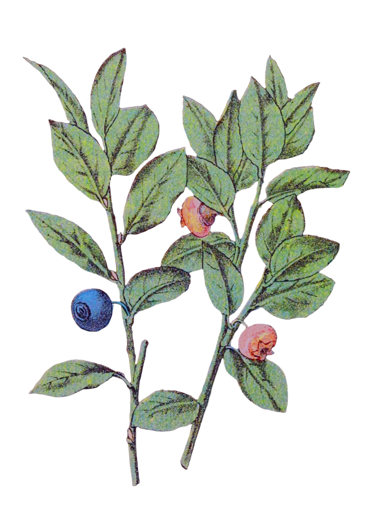 Bilberry Leaf