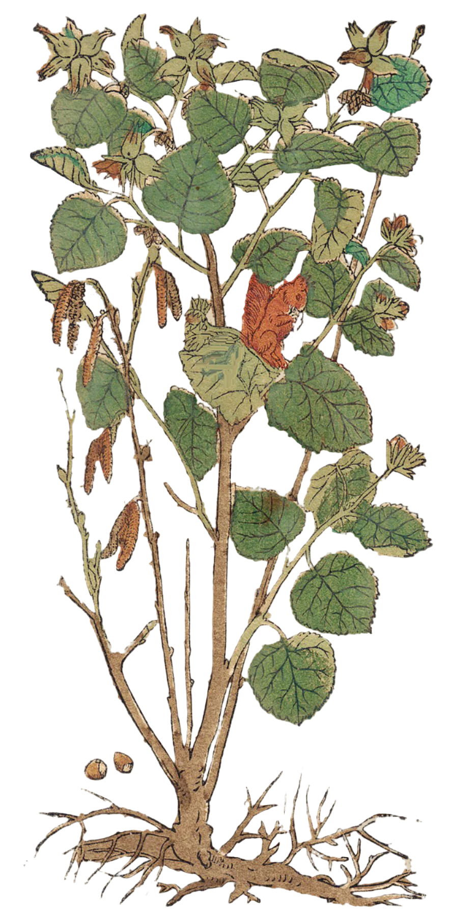 Birch Bark
