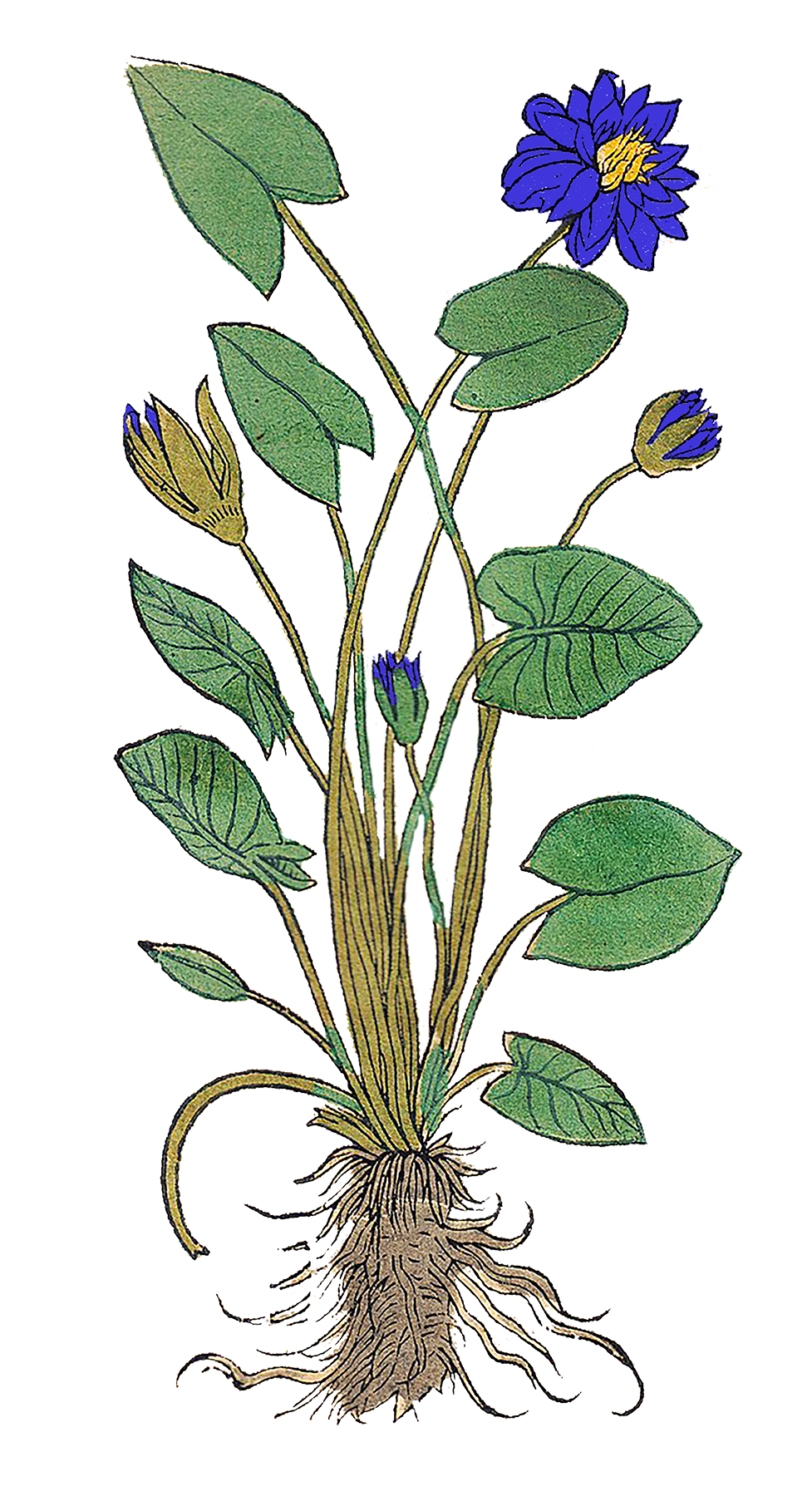 Blue Lotus