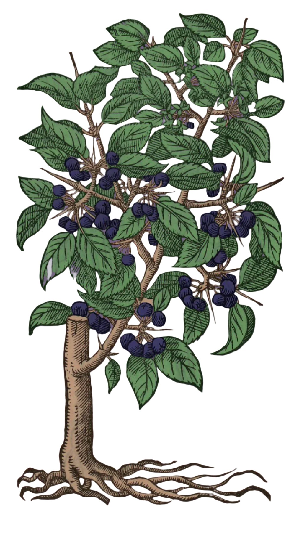 Buckthorn Root