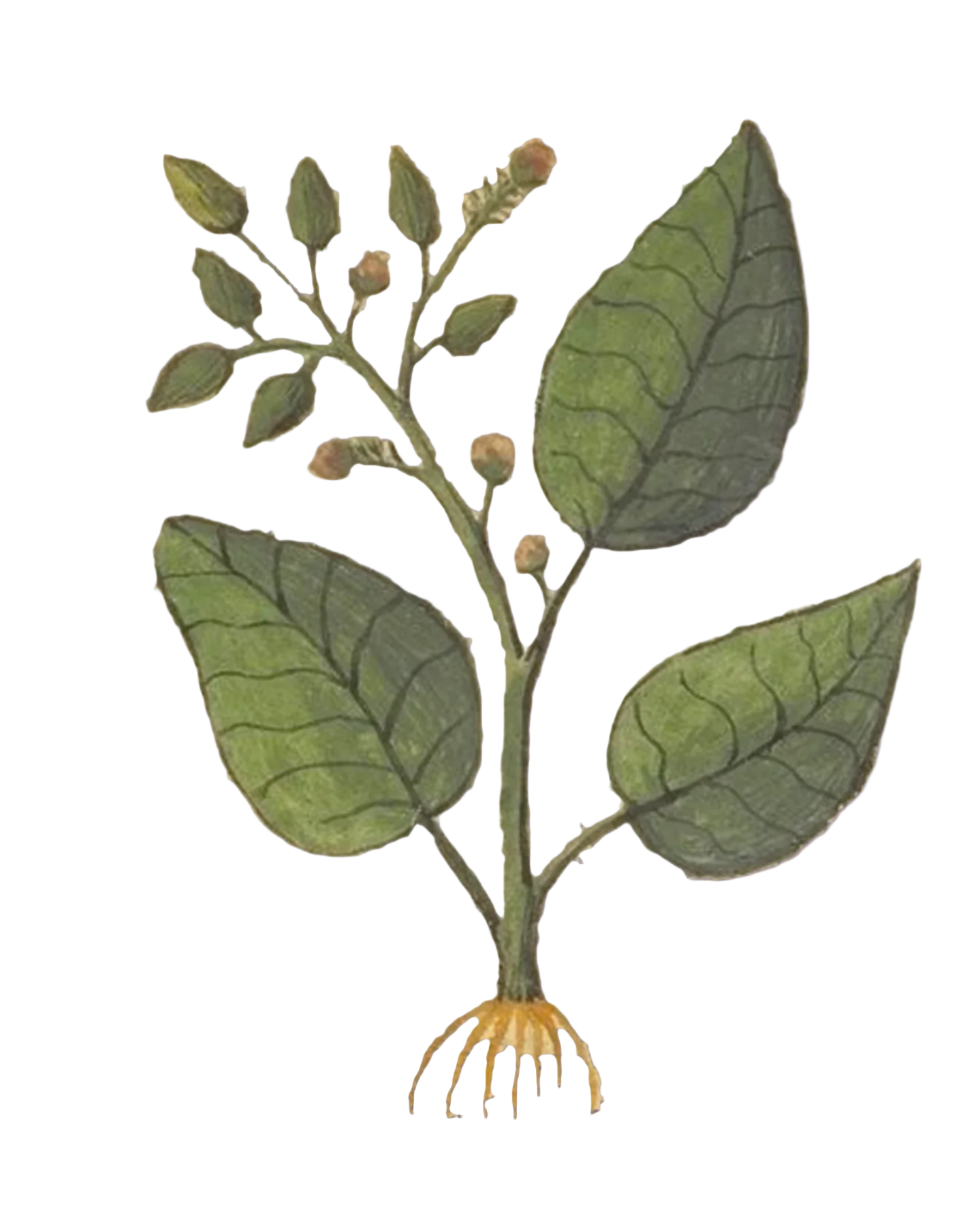 Burdock Root