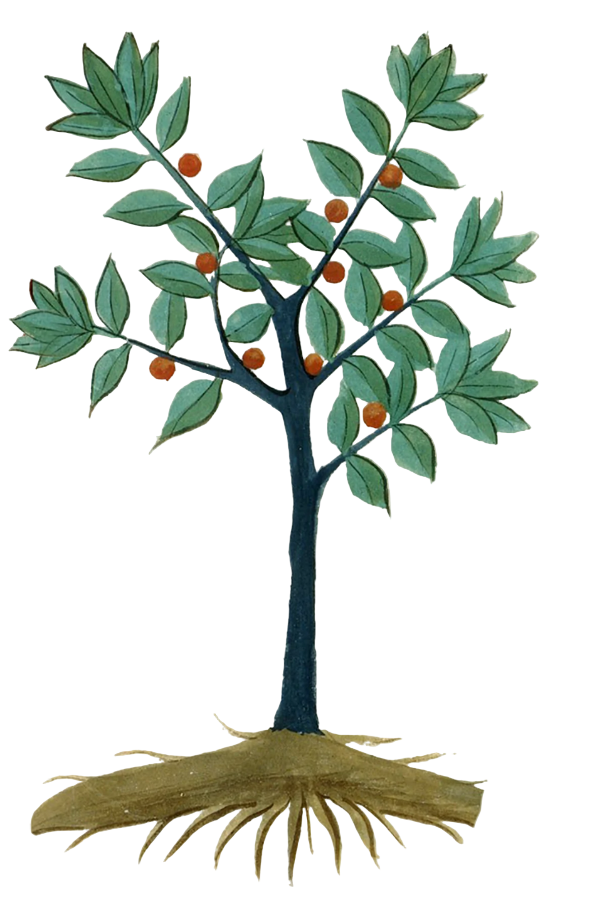 Butcher's Broom Root