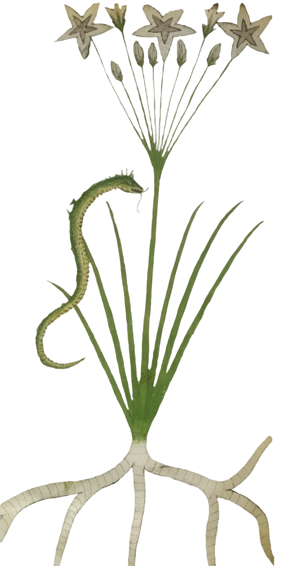 Calamus Root