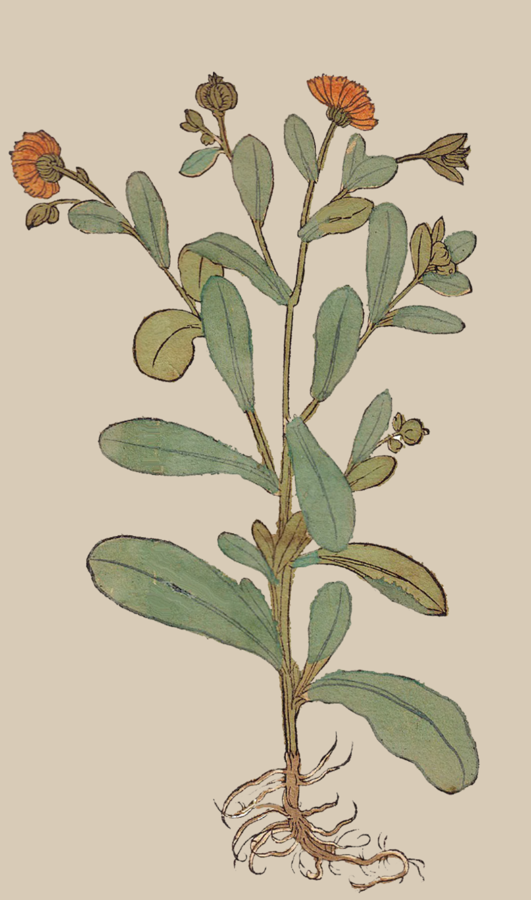 Herbs: Flowers + Berries