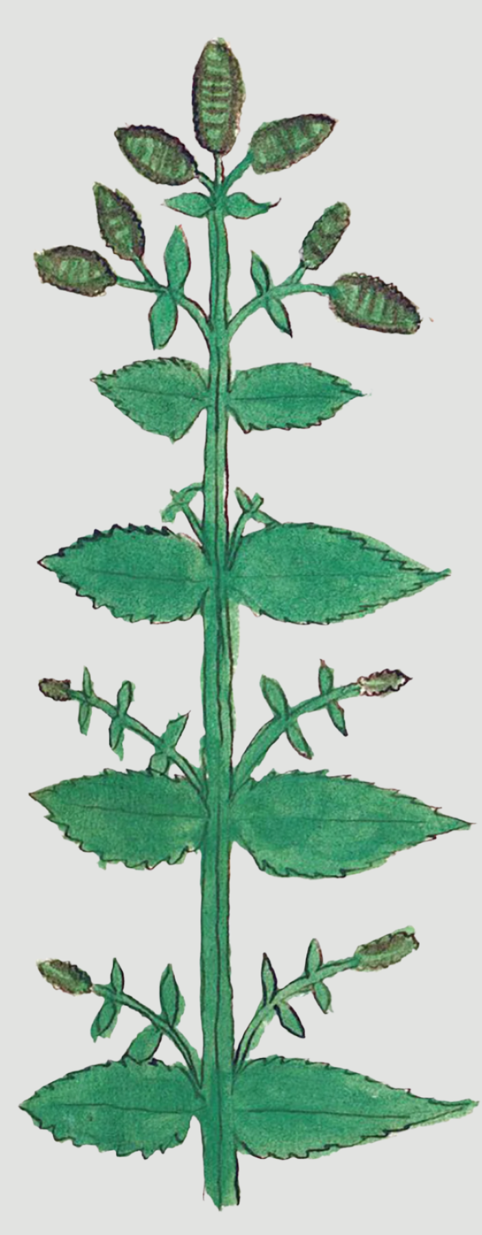 Herbs: Leaves + Stems