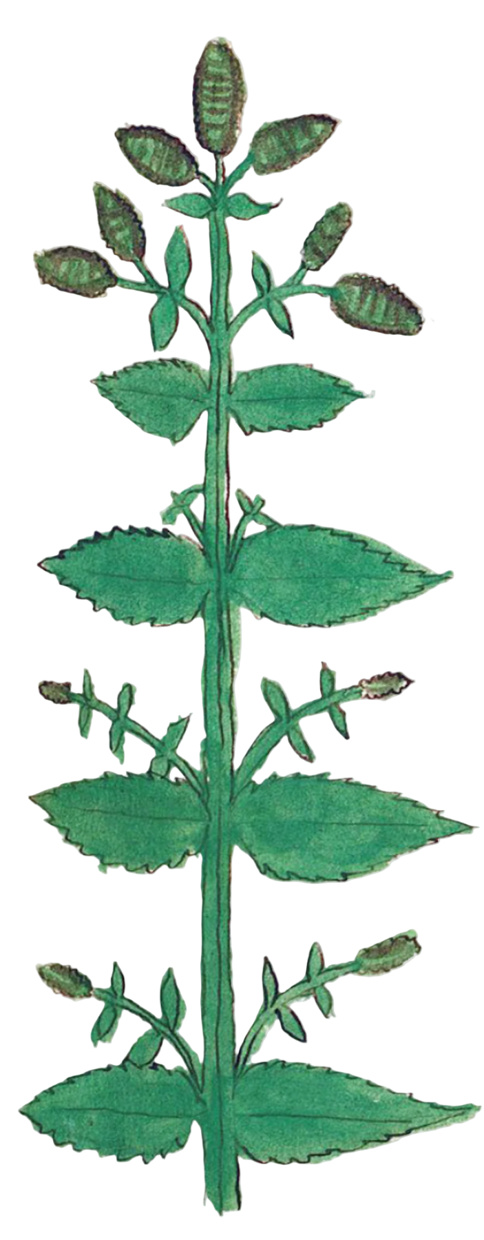 Catnip Herb