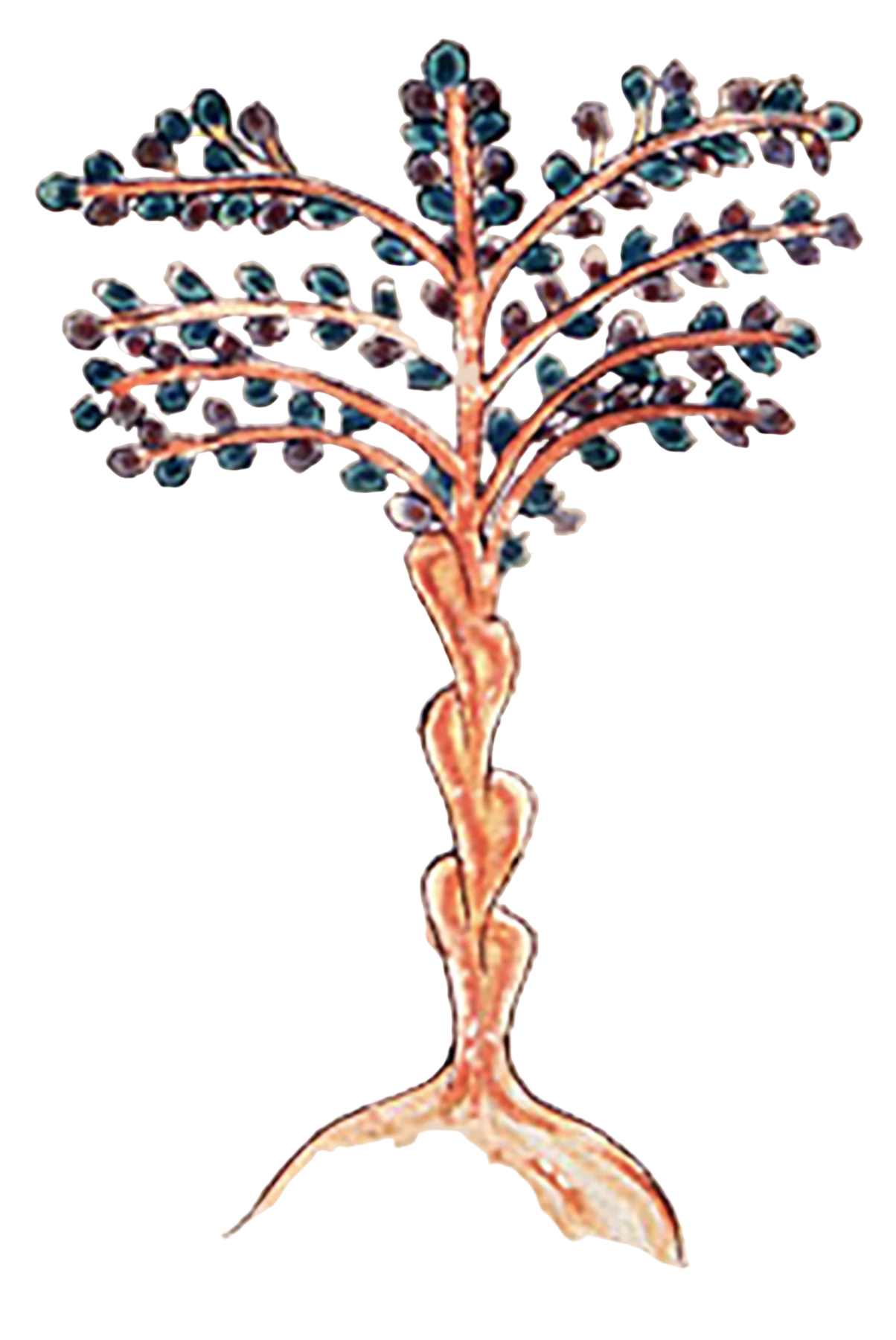 Cinnamon Bark