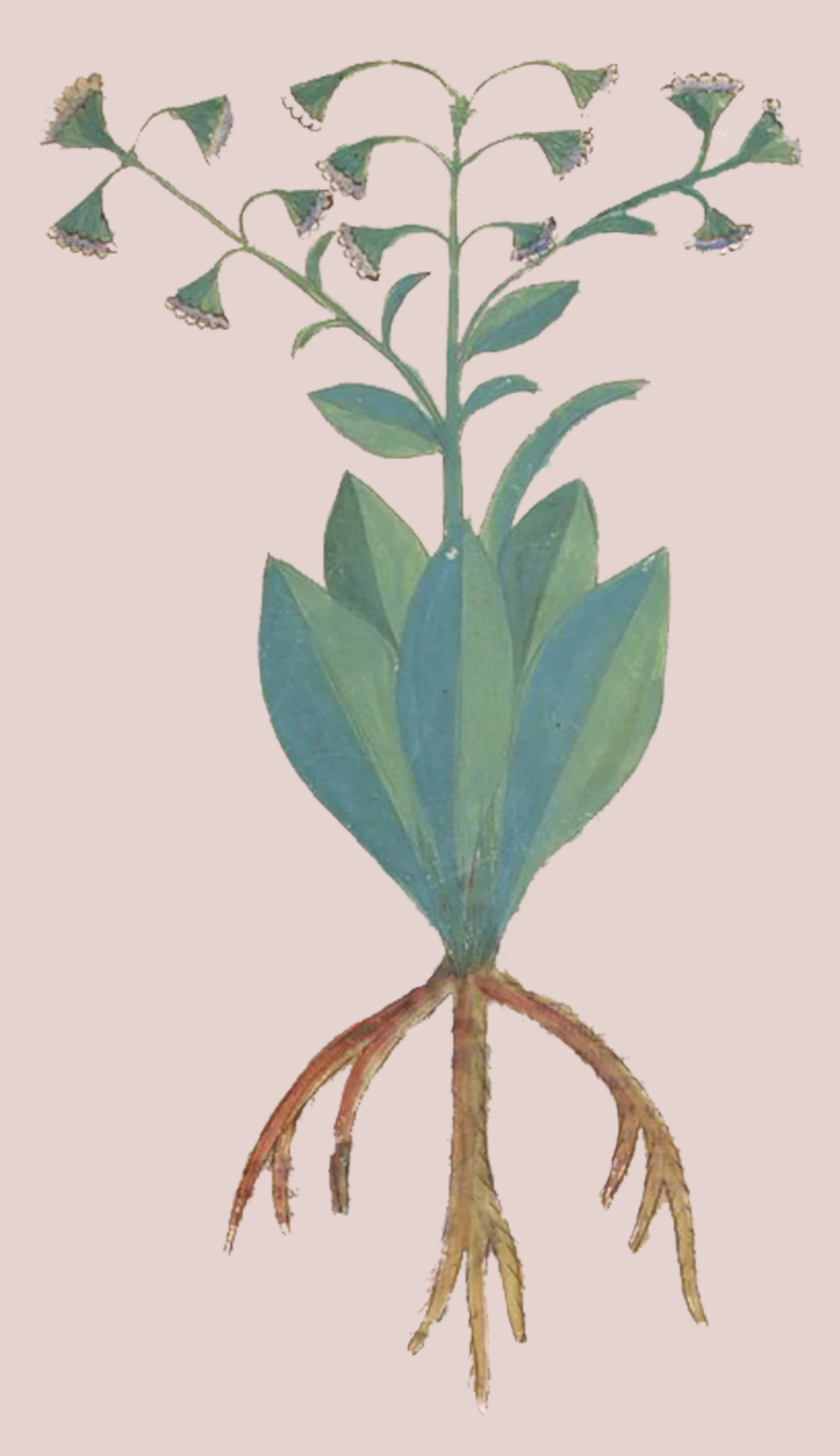 Herbs: Leaves + Stems