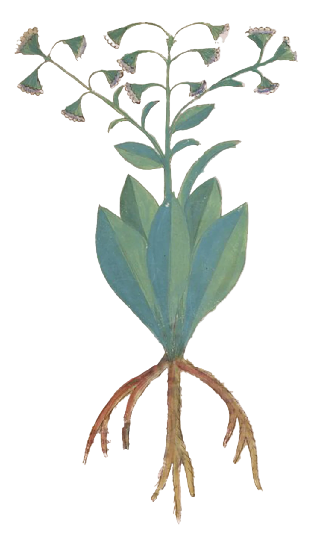 Comfrey Herb