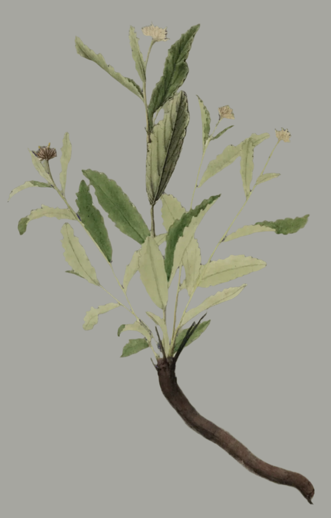 Herbs: Leaves + Stems