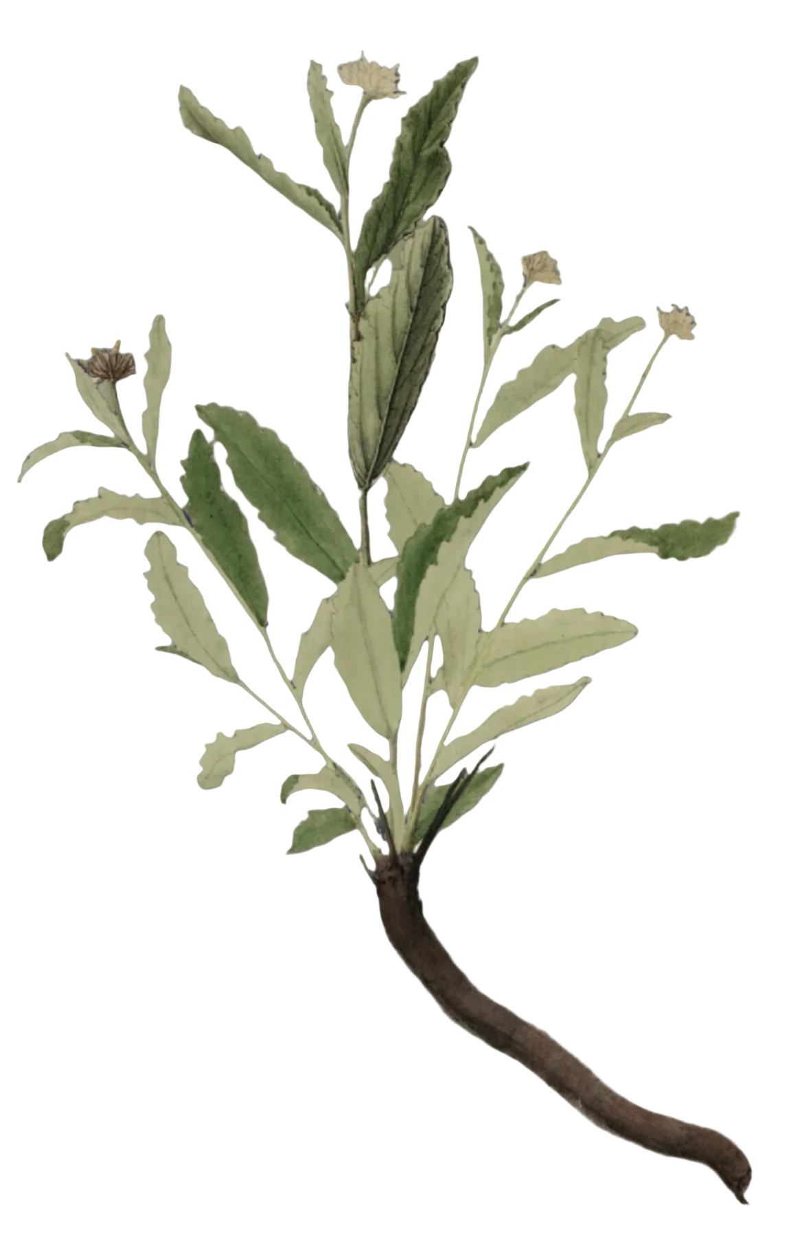 Damiana Herb