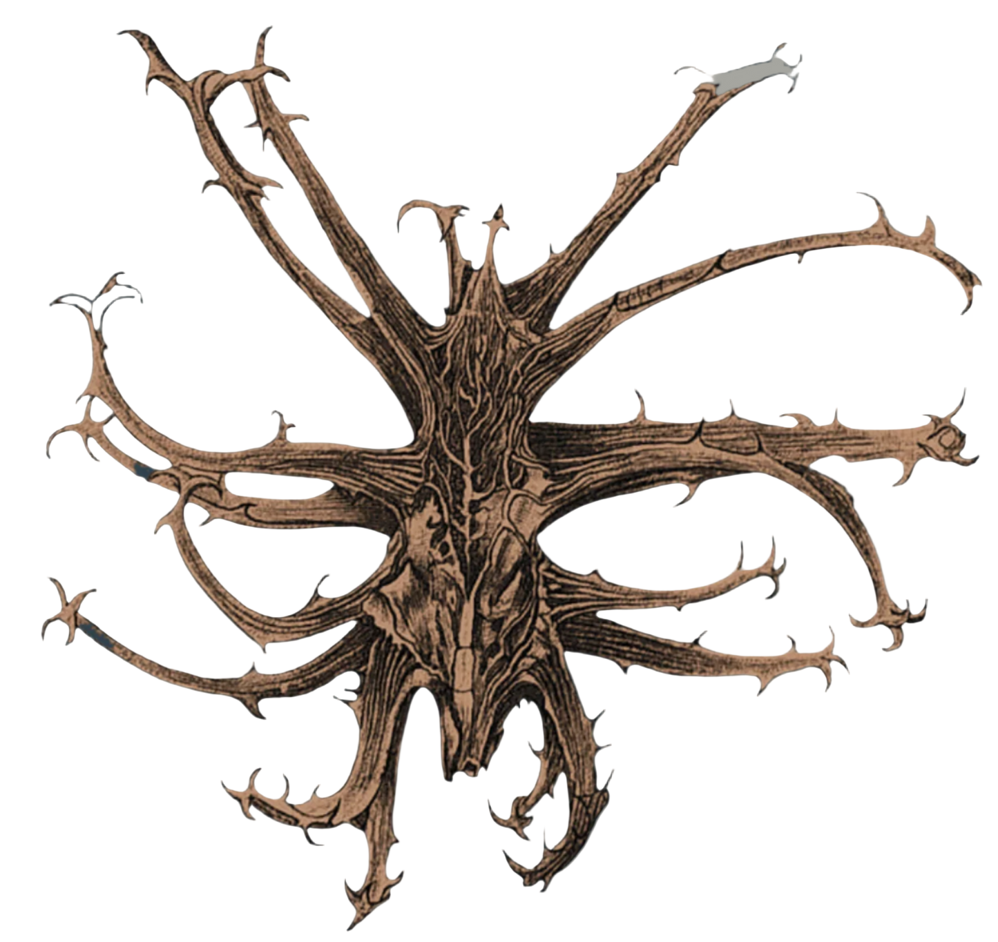 Devil's Claw Root
