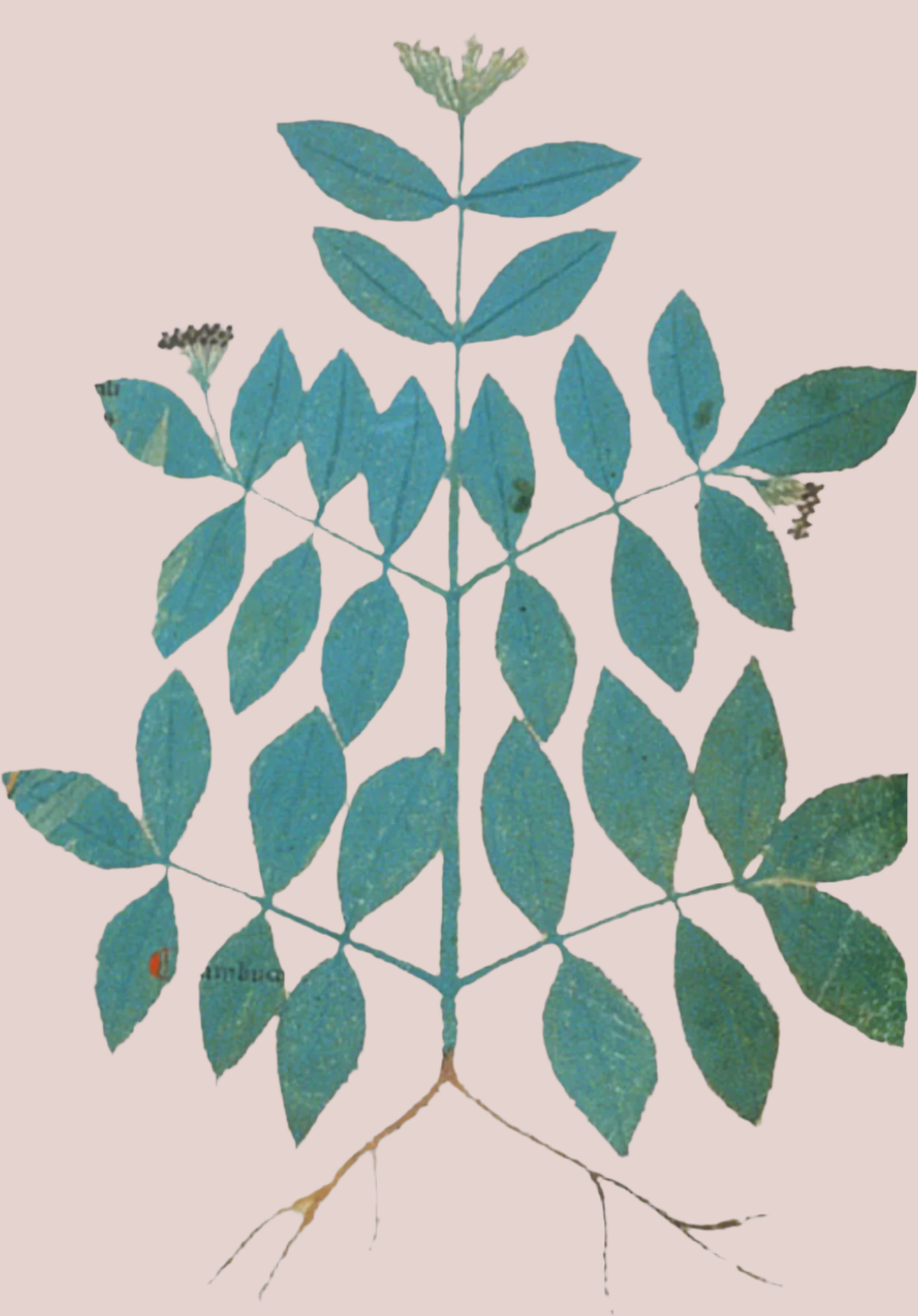 Herbs: Flowers + Berries