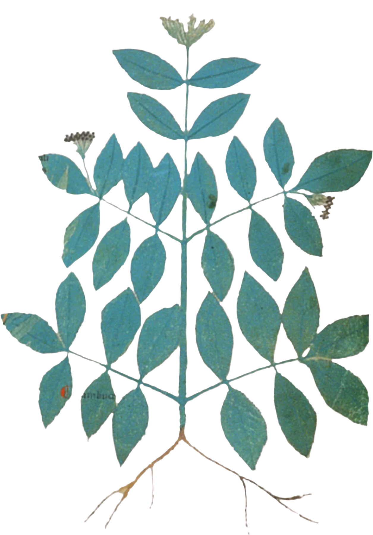 Elder Flowers