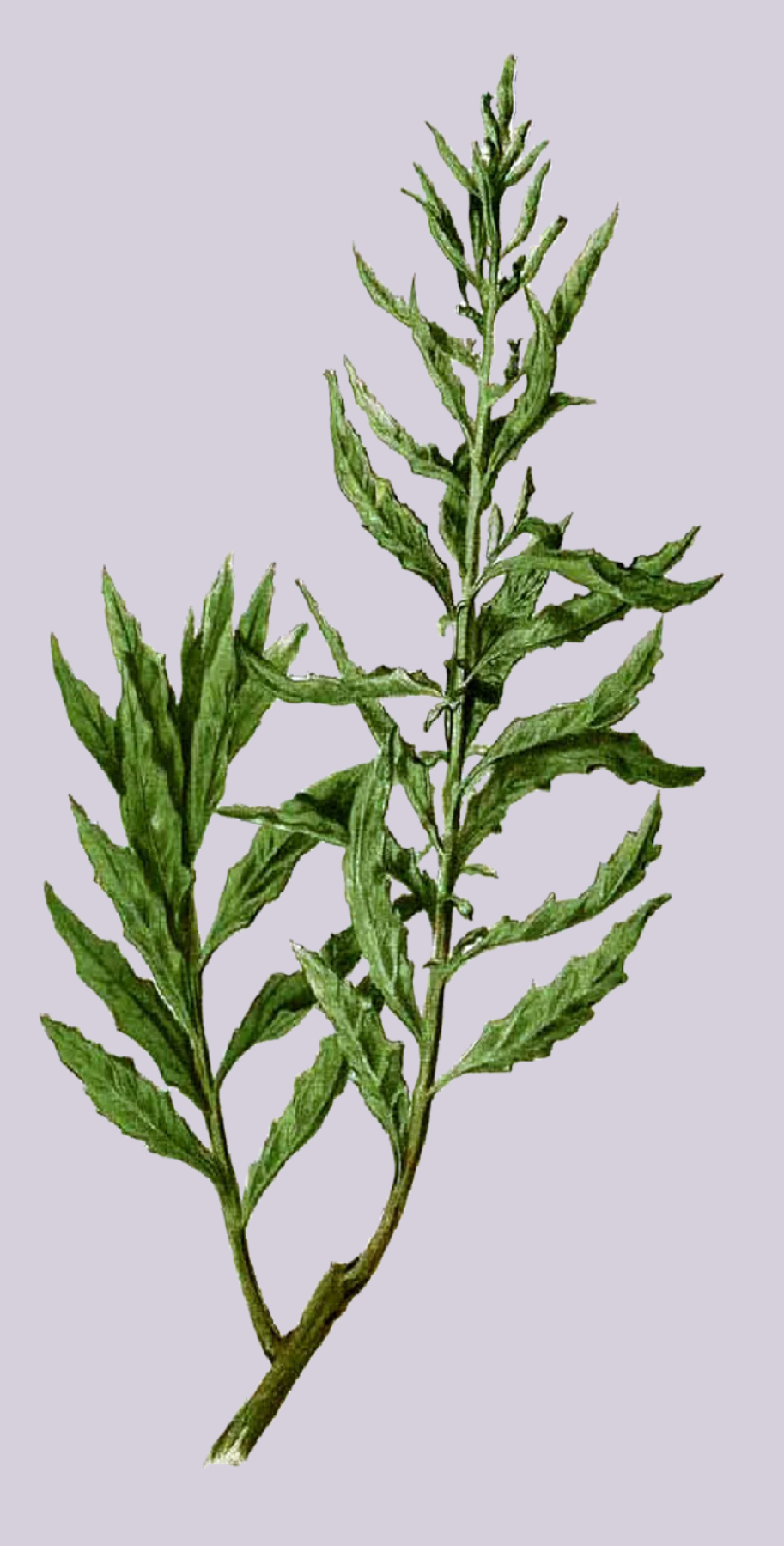 Herbs: Leaves + Stems