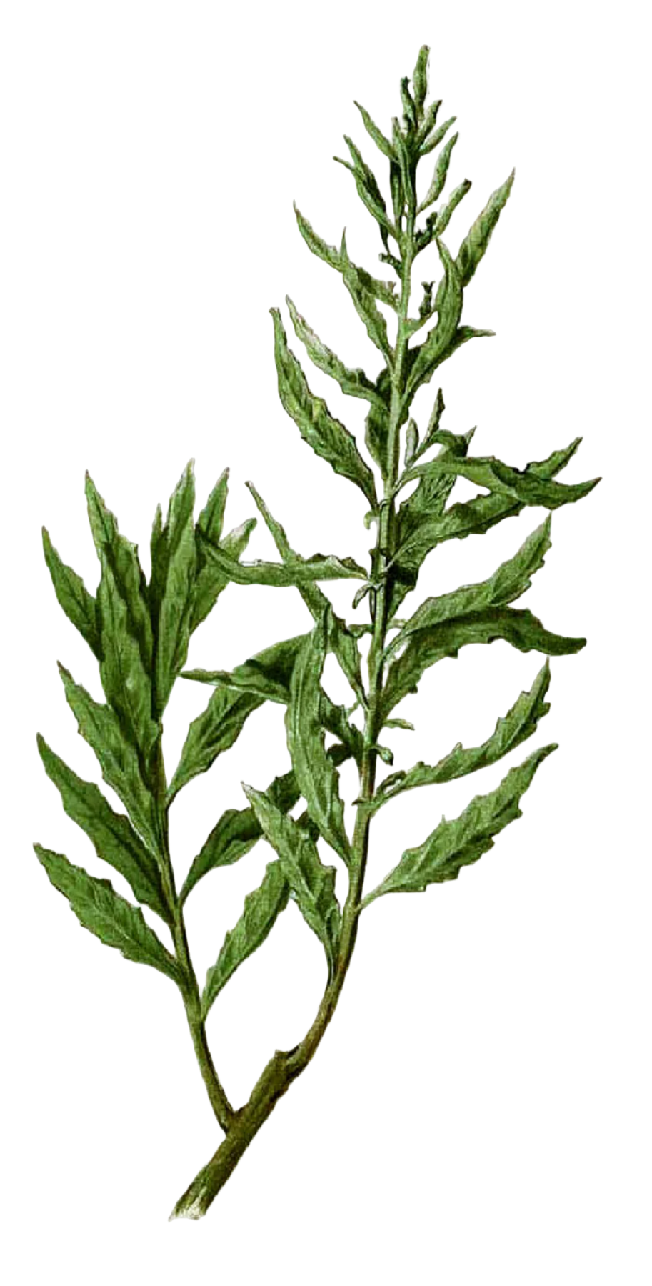 Epazote Herb