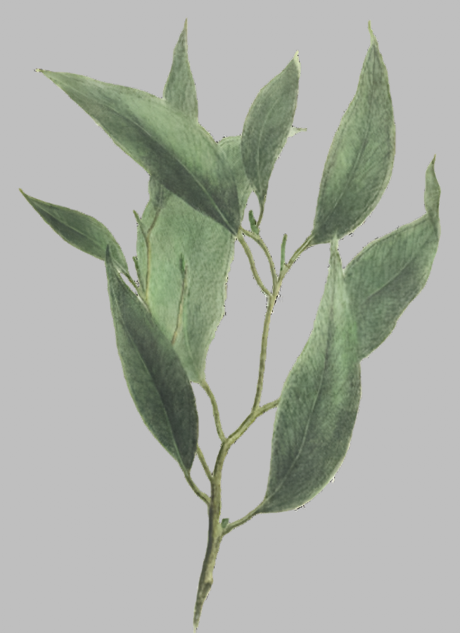 Herbs: Leaves + Stems