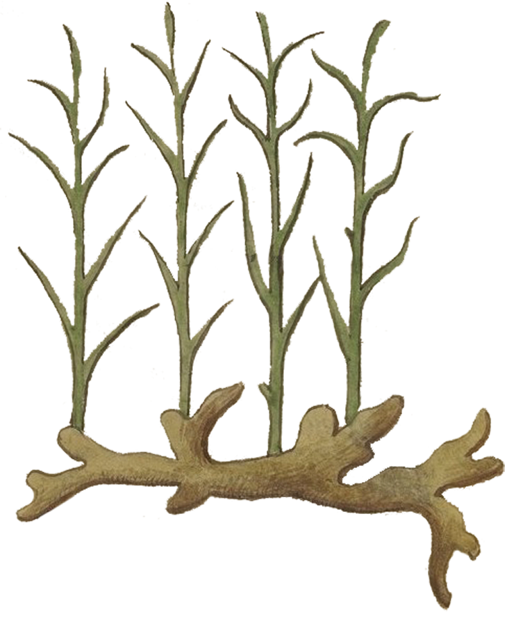 Ginger Root