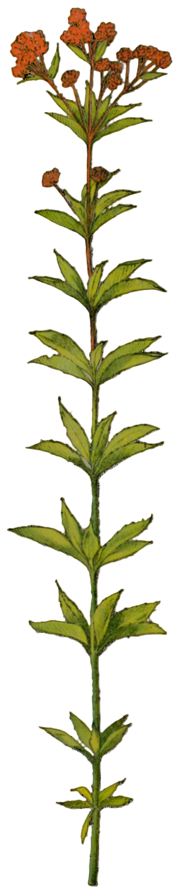 Gravel Root