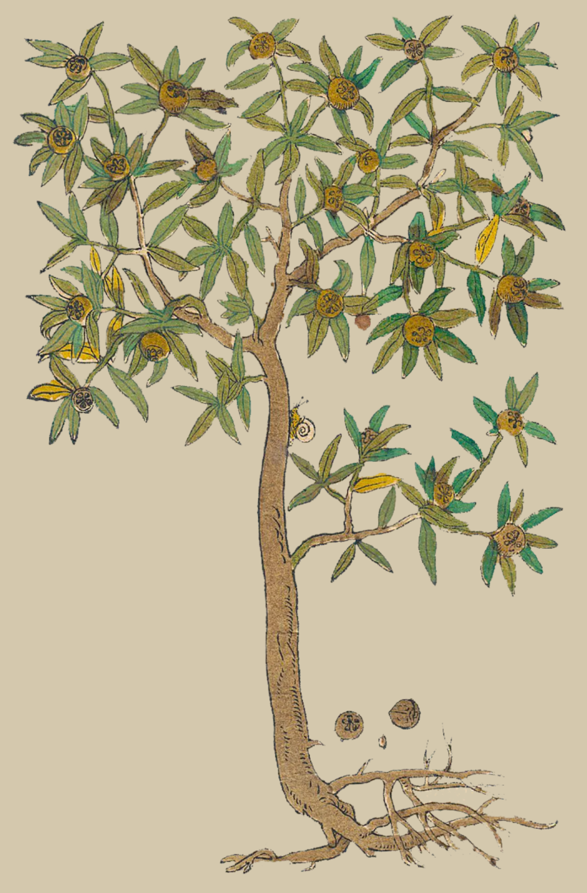 Herbs: Flowers + Berries