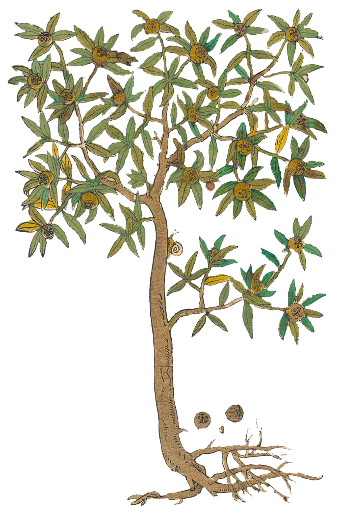 Hawthorn Berries