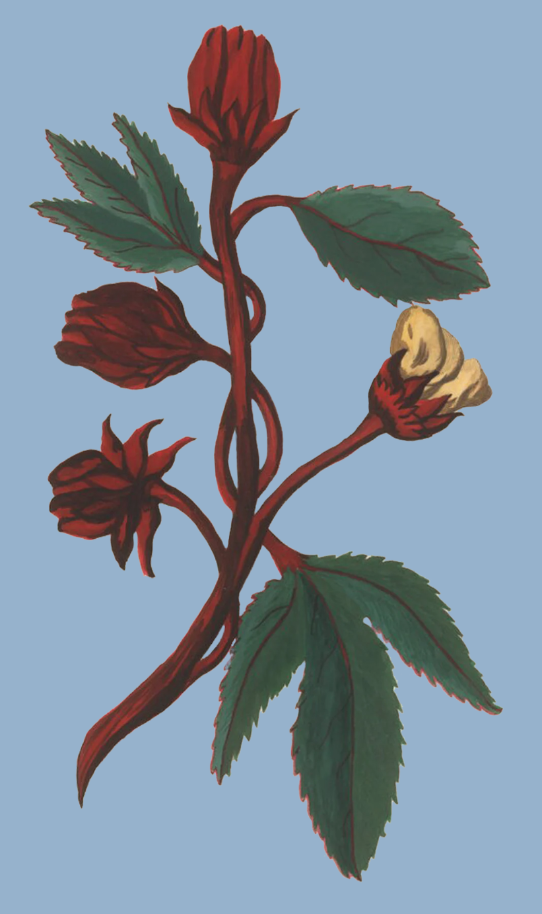 Herbs: Flowers + Berries