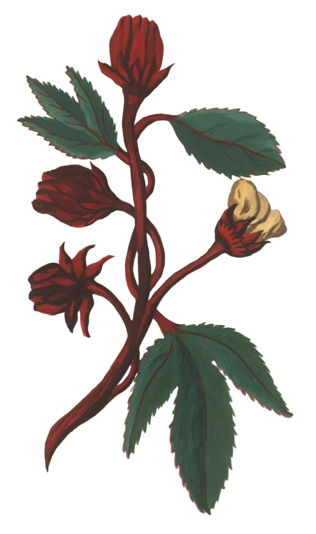 Hibiscus Flowers