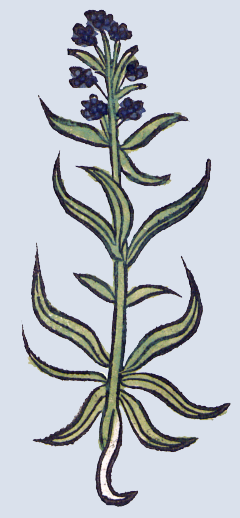 Herbs: Leaves + Stems