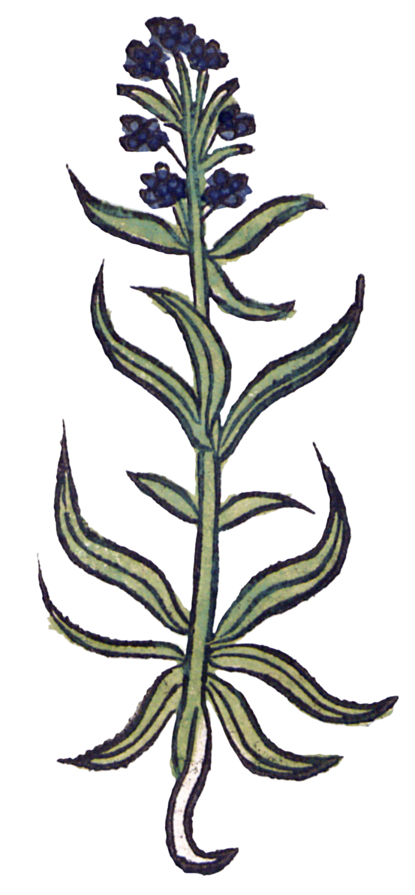 Hyssop Herb