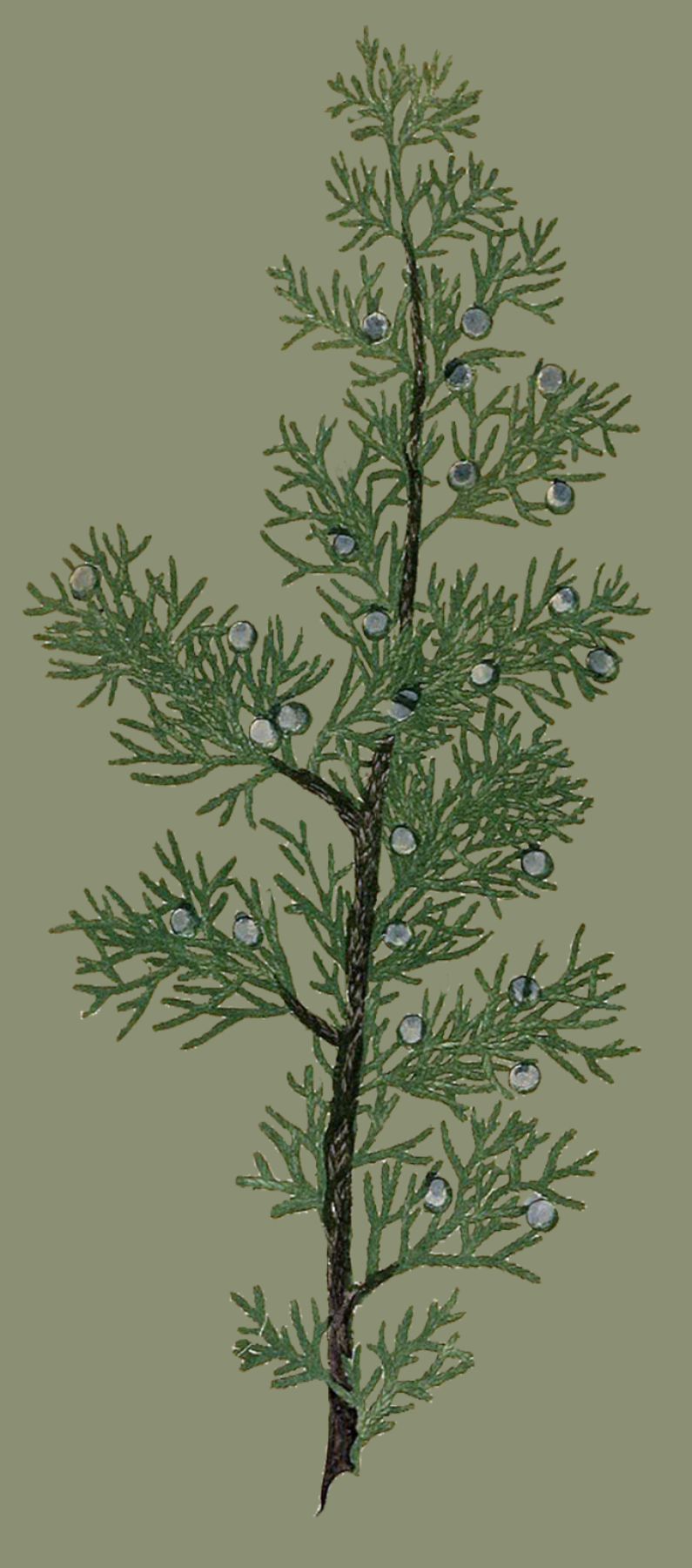 Herbs: Flowers + Berries