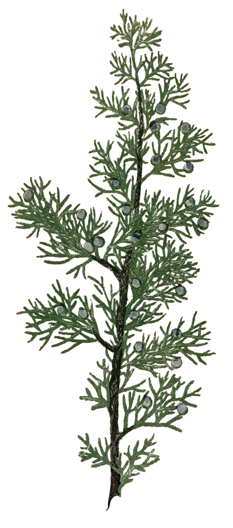 Juniper Berries