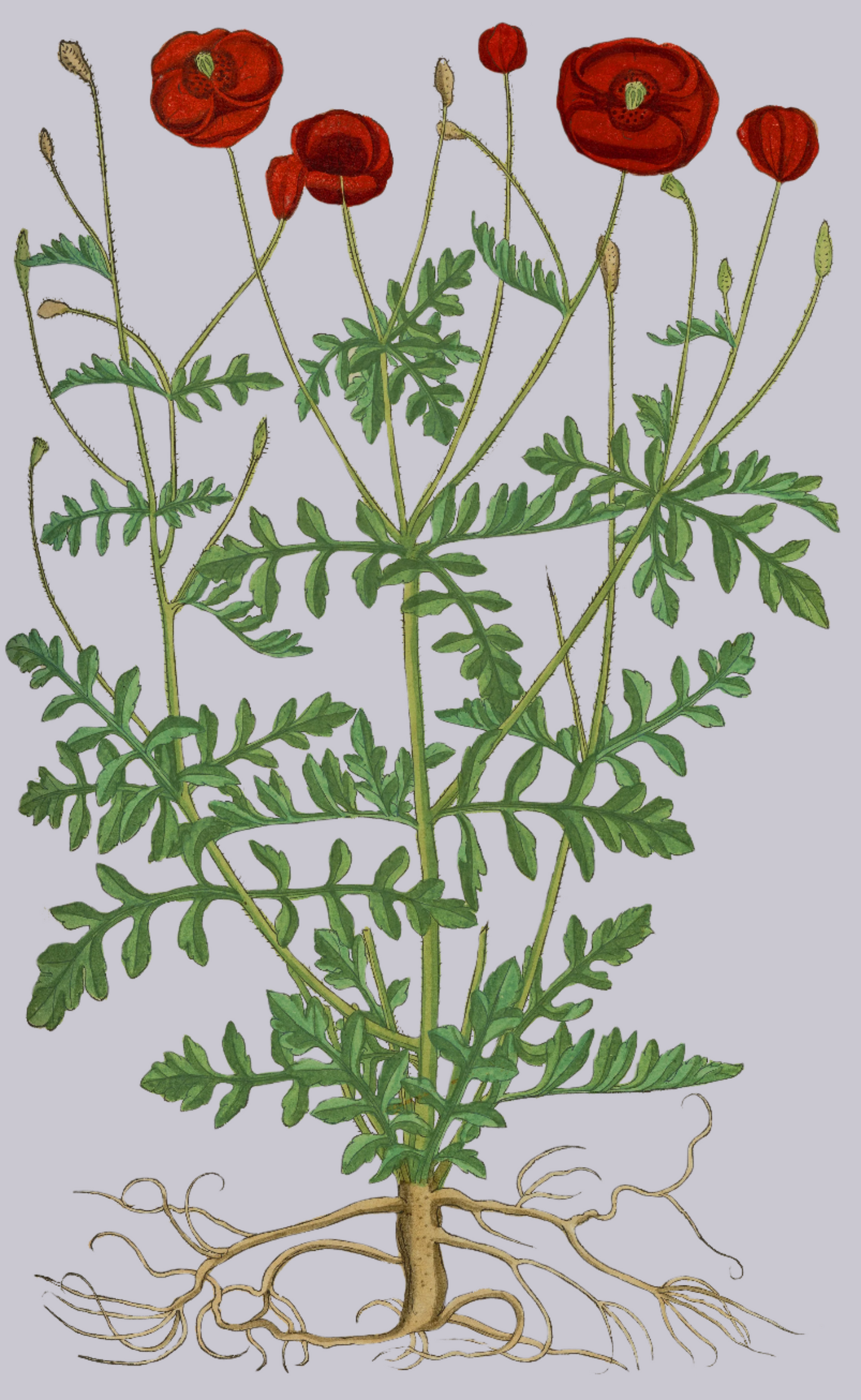 Herbs: Flowers + Berries
