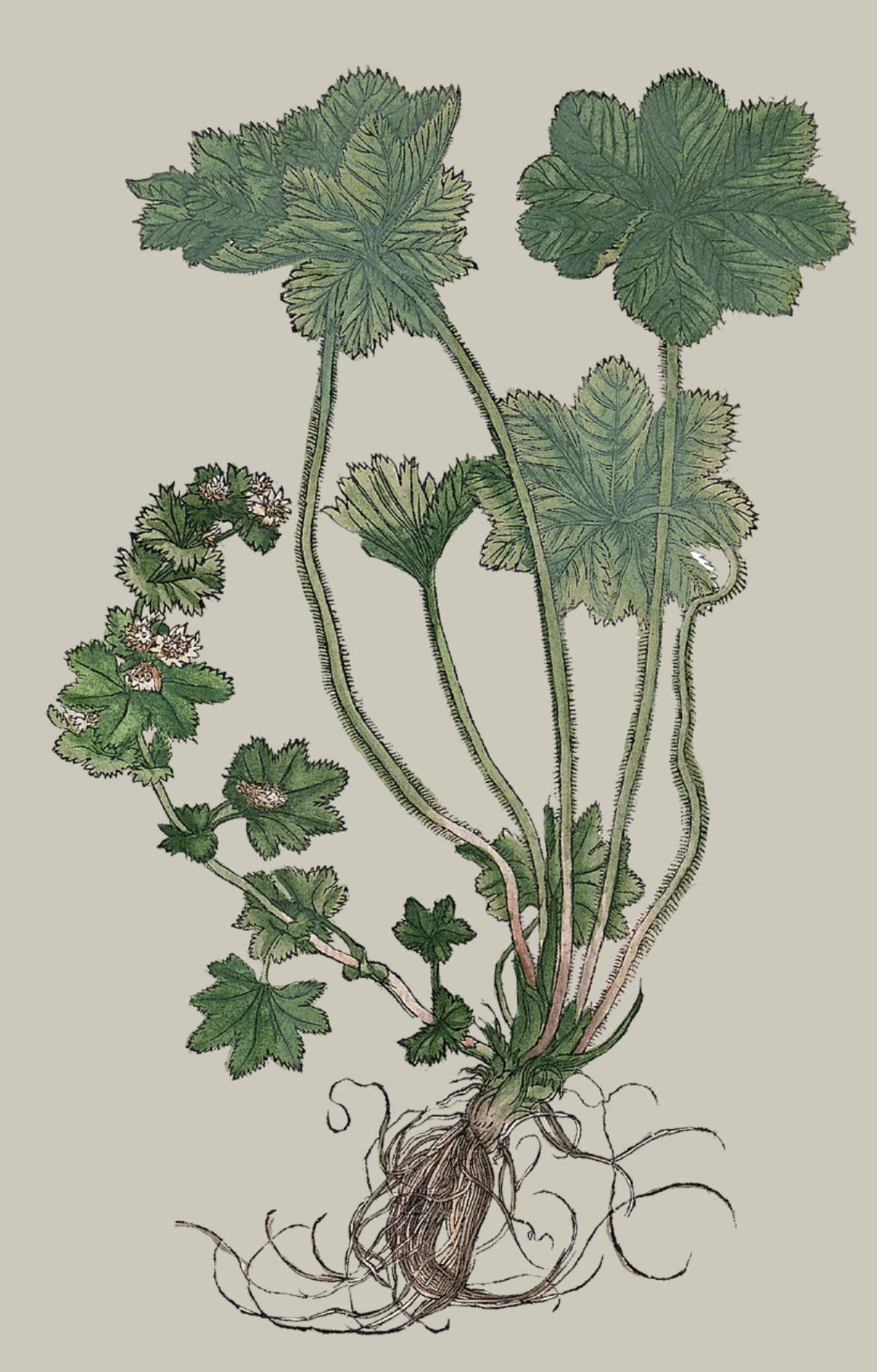 Herbs: Leaves + Stems