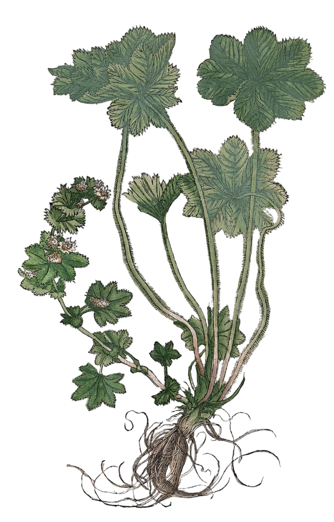 Lady's Mantle Herb