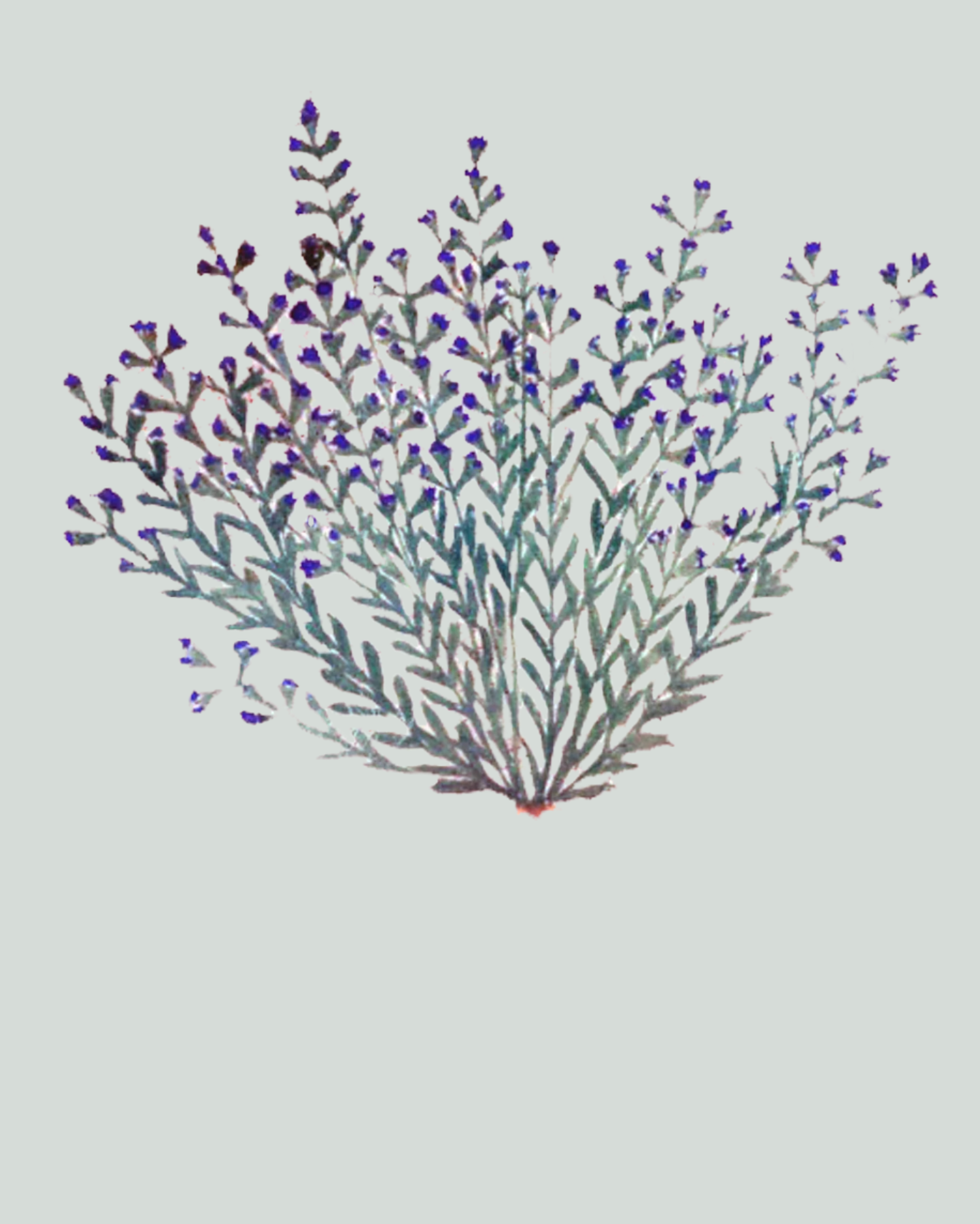 Herbs: Flowers + Berries