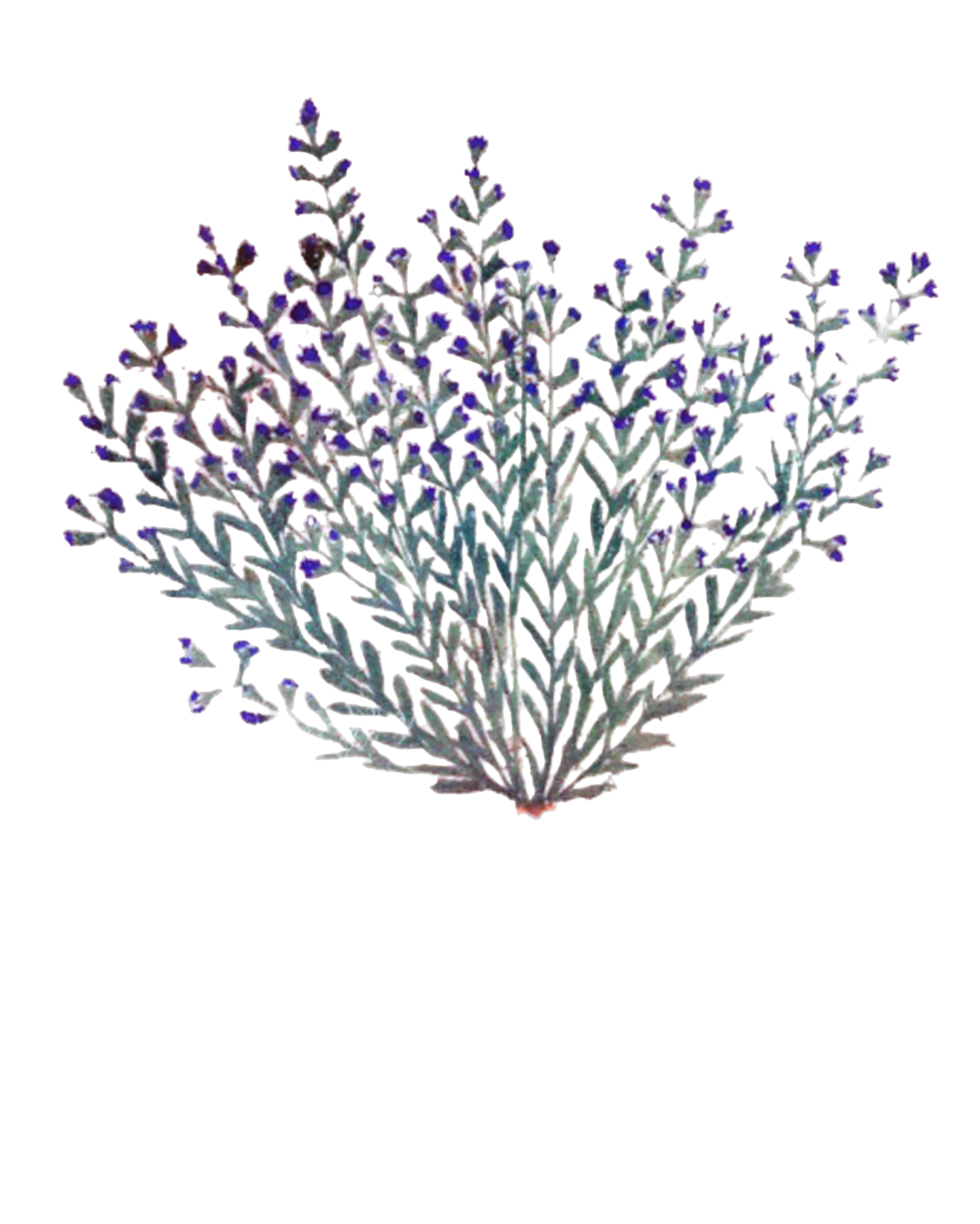 Lavender Flowers