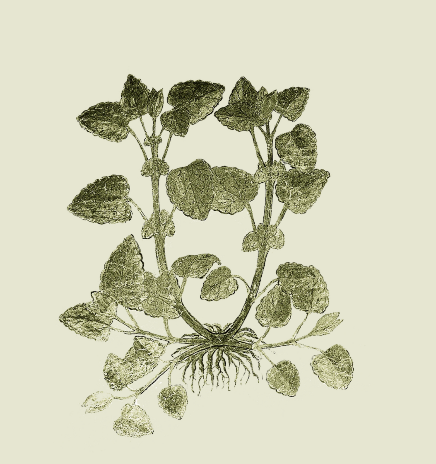 Herbs: Leaves + Stems