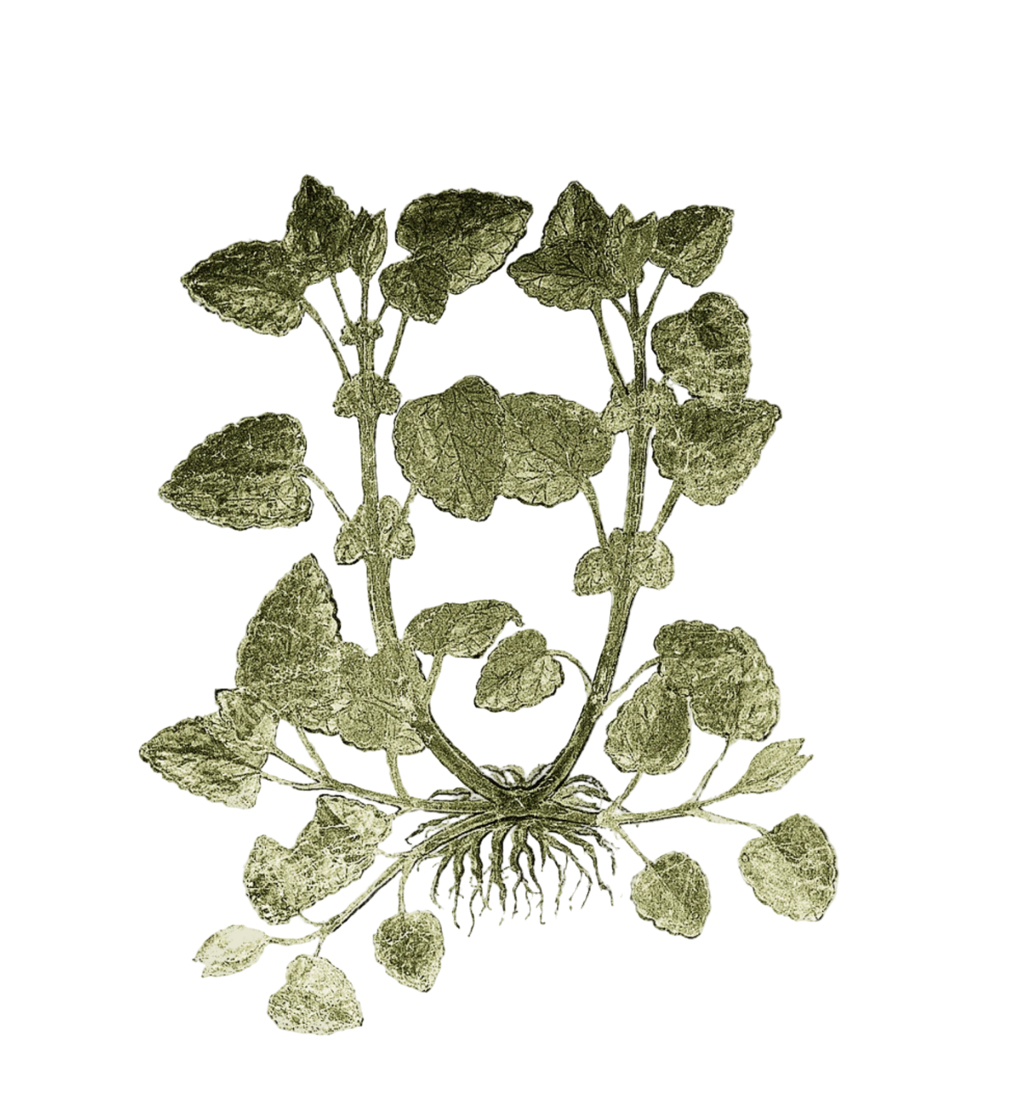Lemon Balm Herb