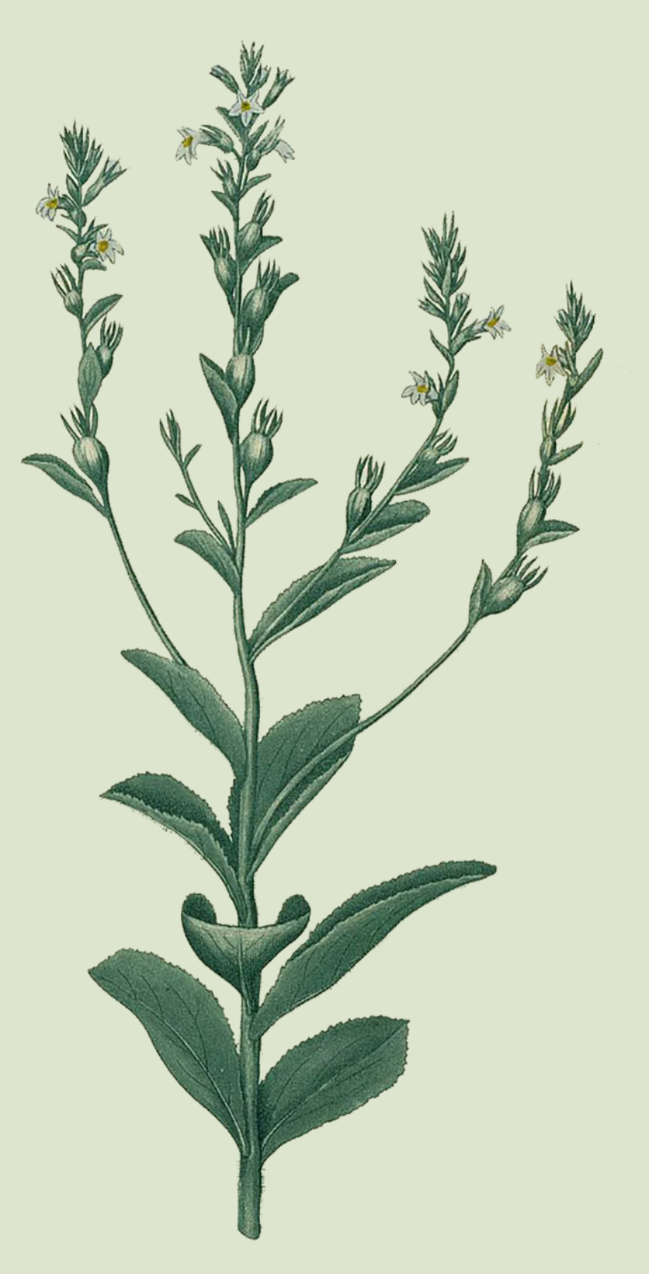 Herbs: Leaves + Stems