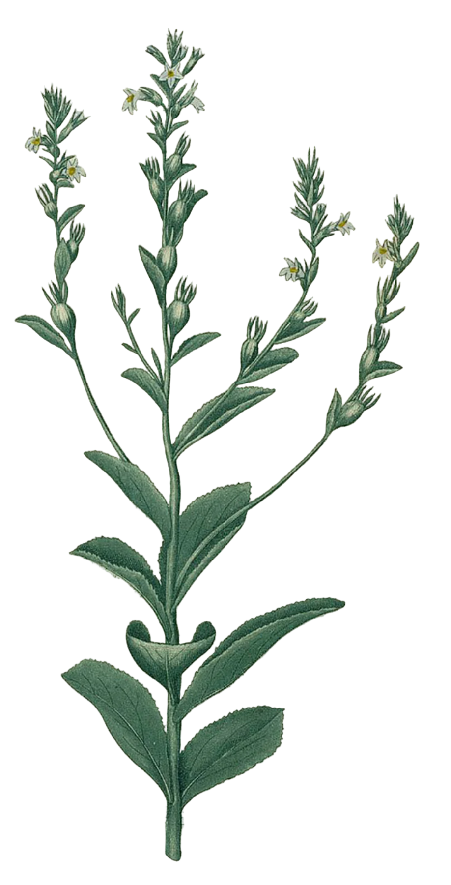 Lobelia Herb