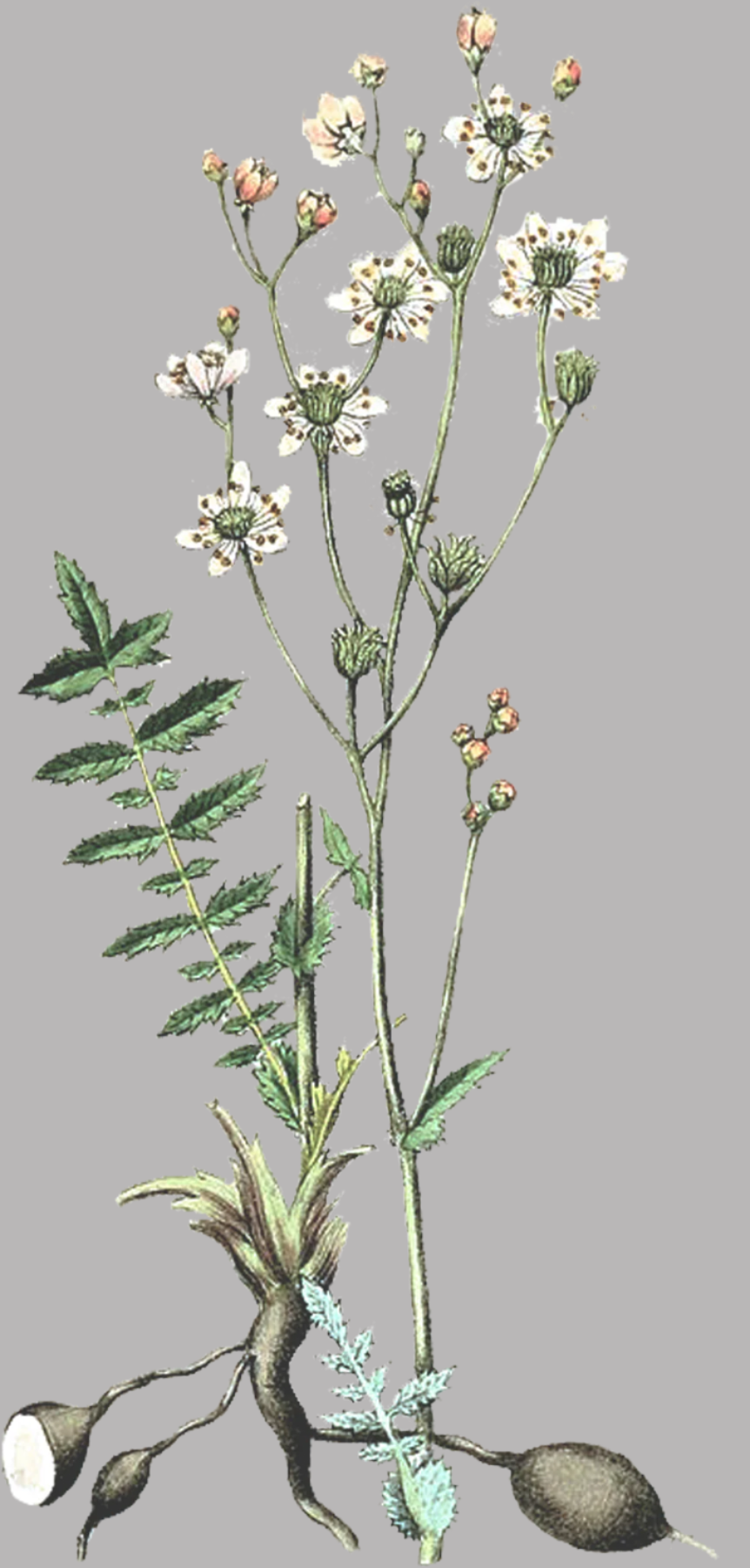 Herbs: Leaves + Stems