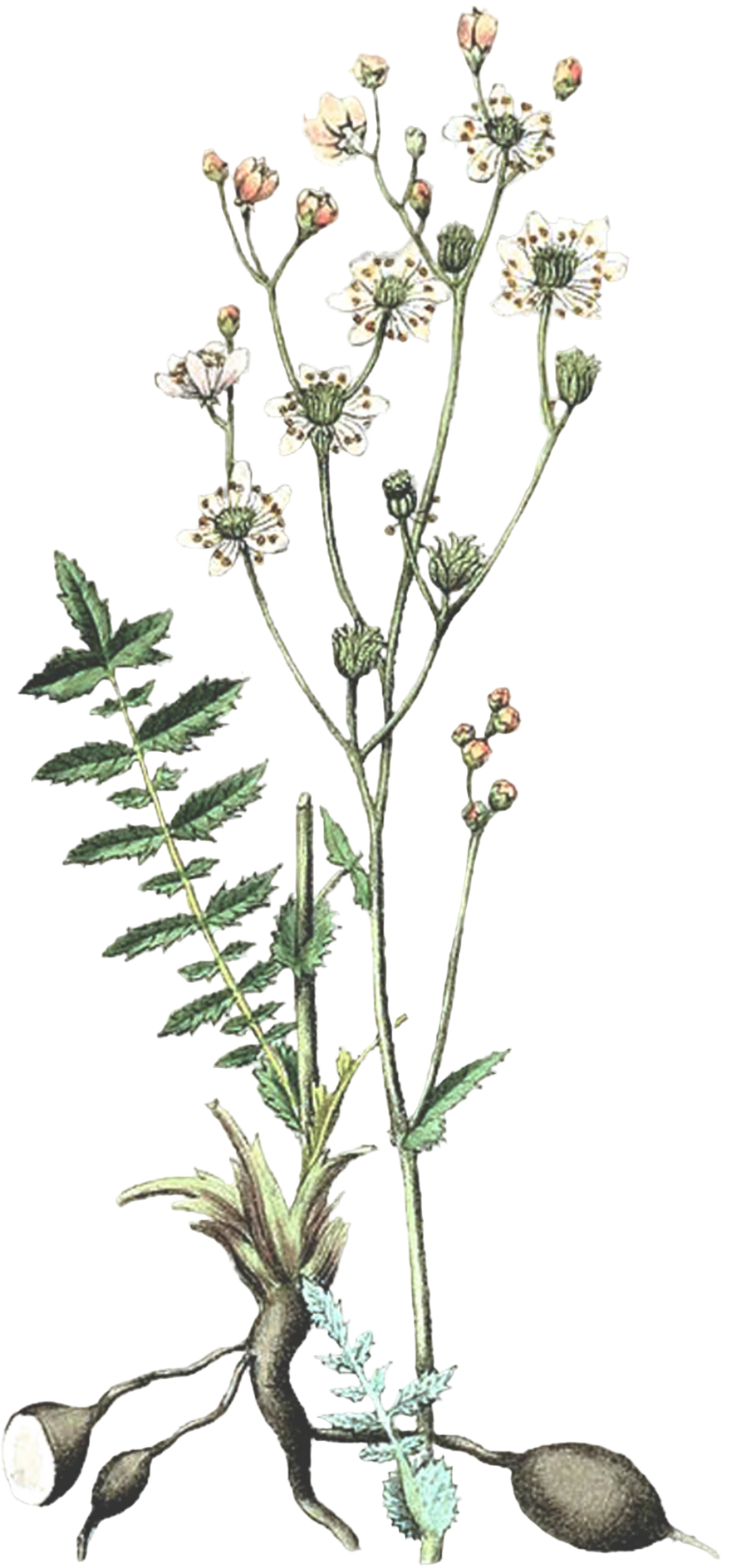 Meadowsweet Herb